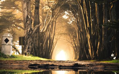 Your Business Mirrors Your Nervous System